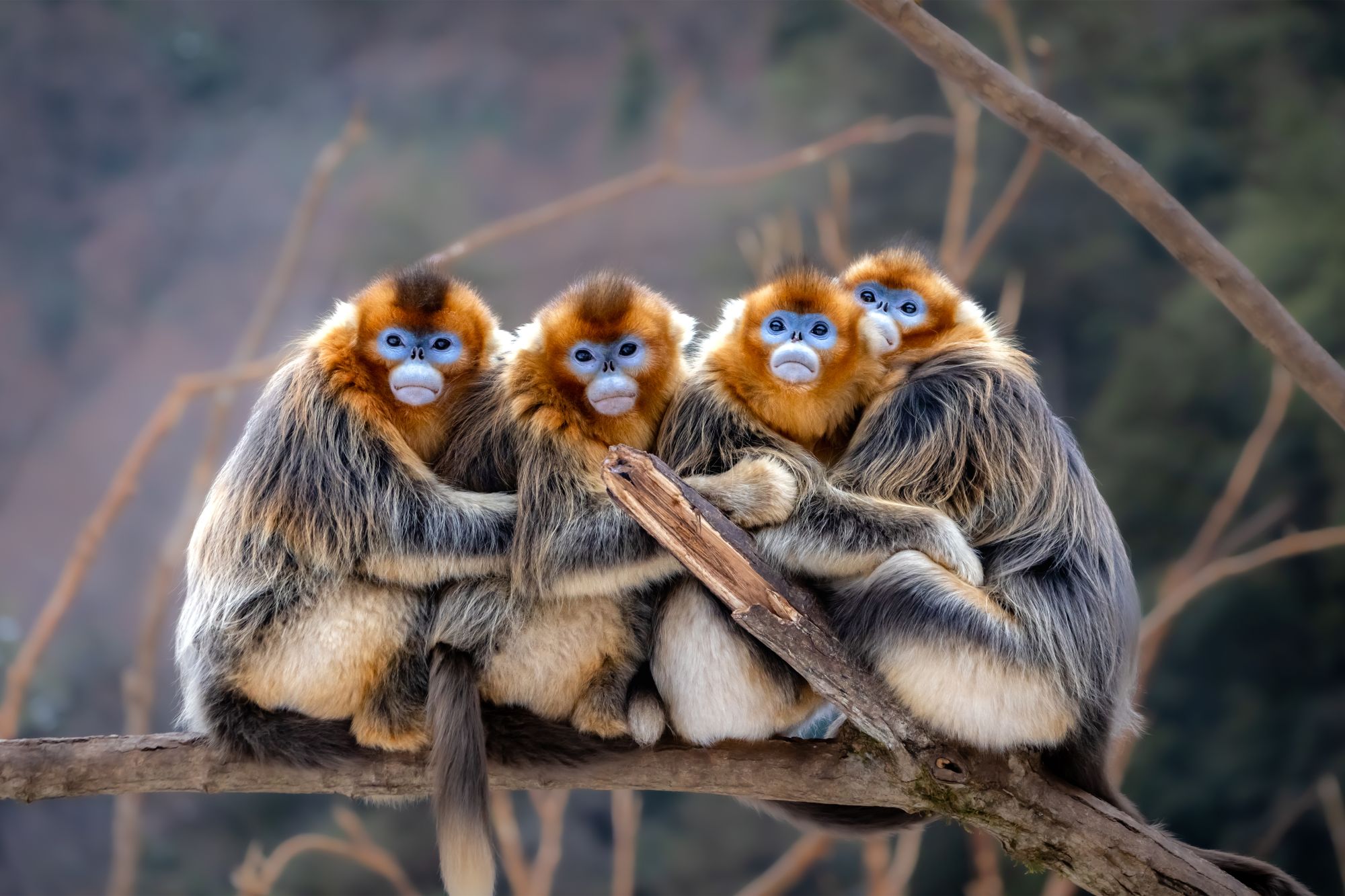 Exposición Hábitat: fotografía de la fauna china en el Centro Cultural de China en Madrid