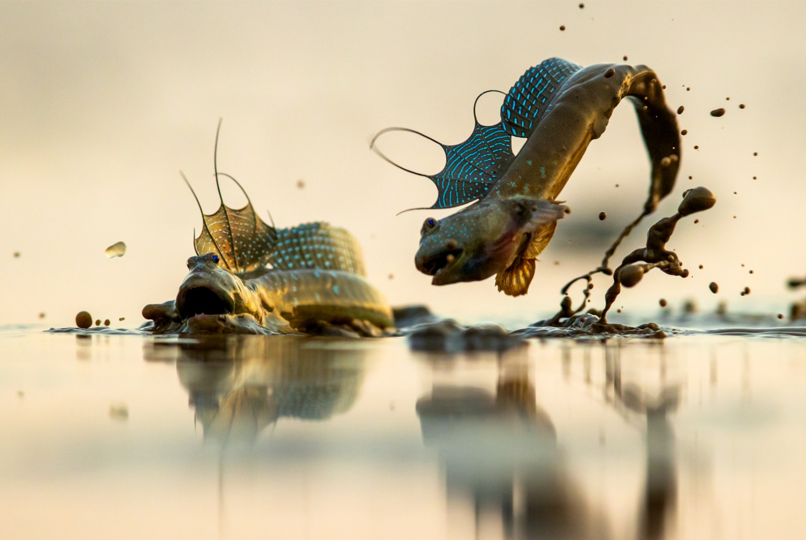 Exposición Hábitat: fotografía de la fauna china en el Centro Cultural de China en Madrid
