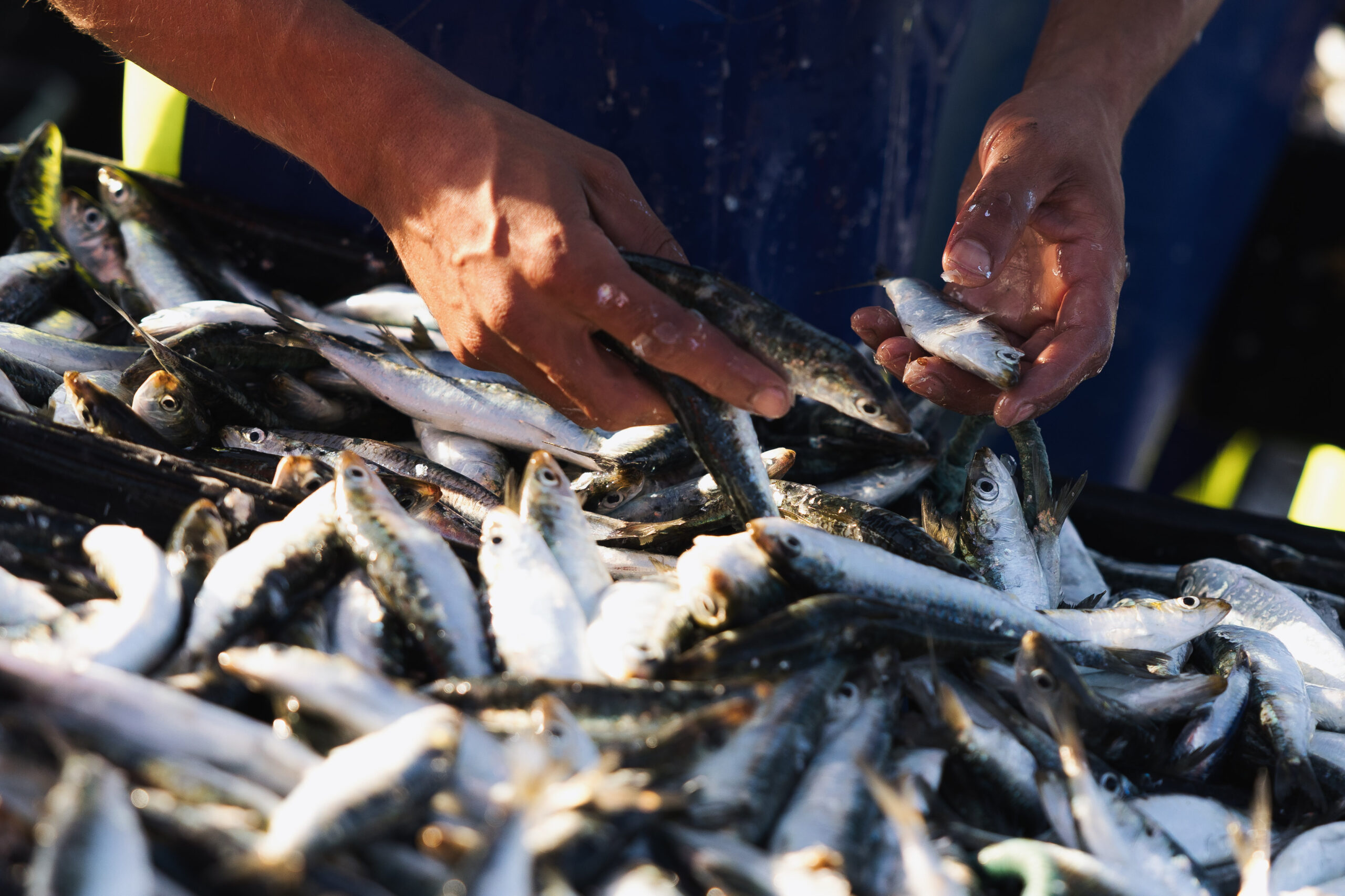 Matosinhos celebra la certificación MSC de la sardina ibérica: sostenibilidad, mercado y futuroMSC Certificação Matosinhos