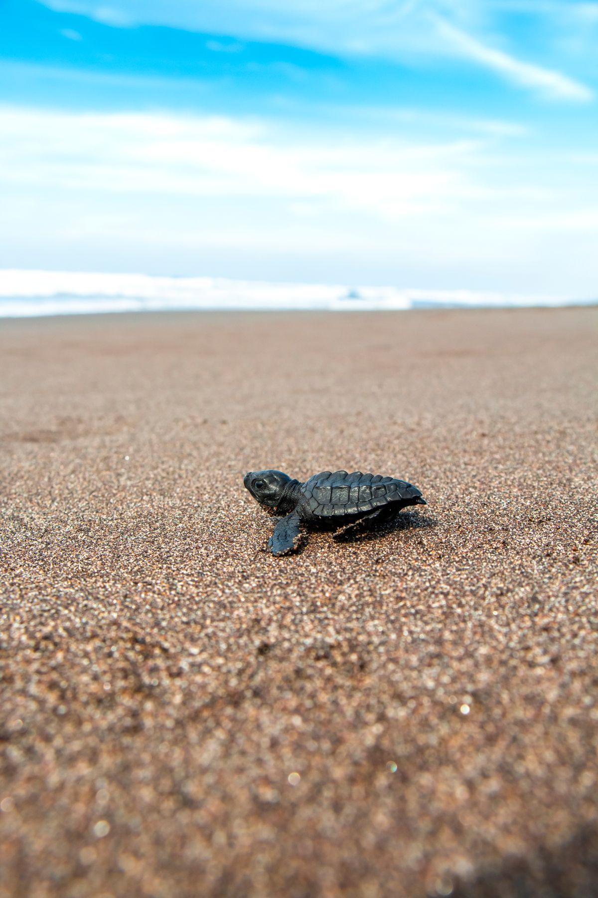 Tortugas marinas Monterrico liberación crías