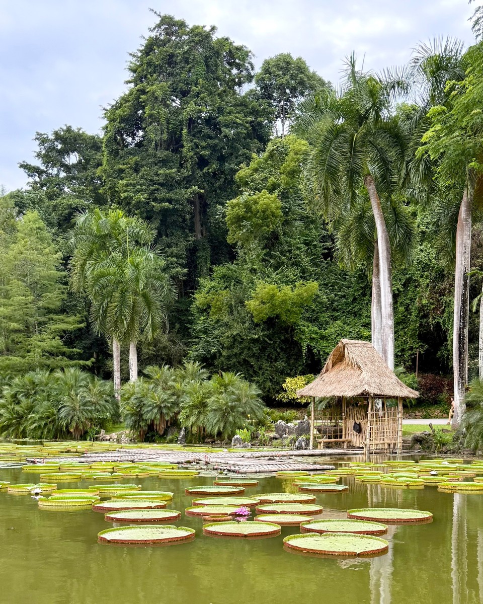 Jardín Botánico Tropical de Xishuangbanna, Yunnan. China