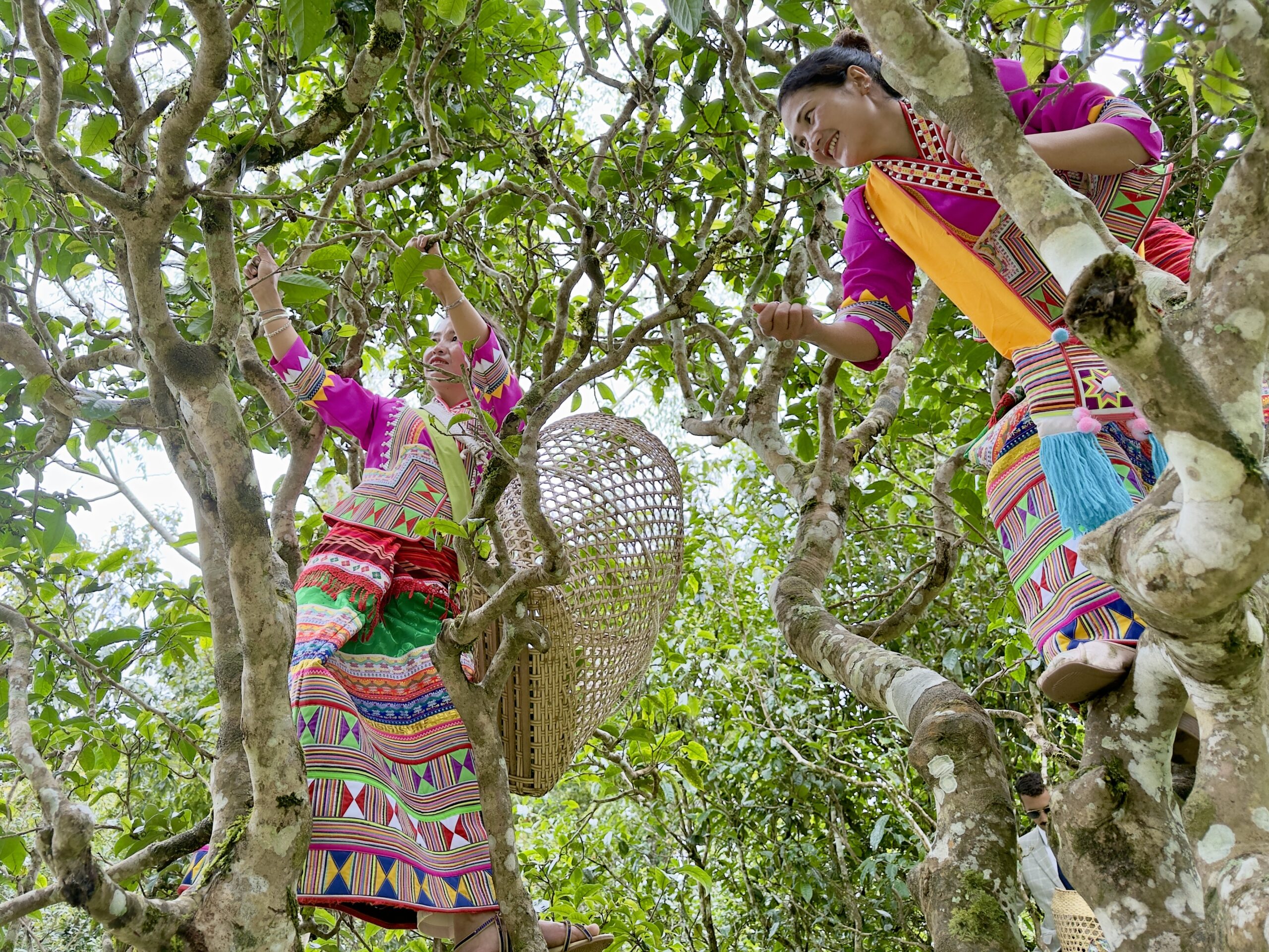 Esta región es la cuna del té Pu’er. Mujeres recolectando. Yunnan.